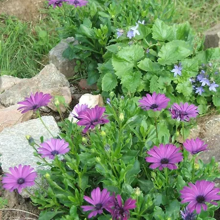 Les Chenes Verts * Oradour-Fanais
